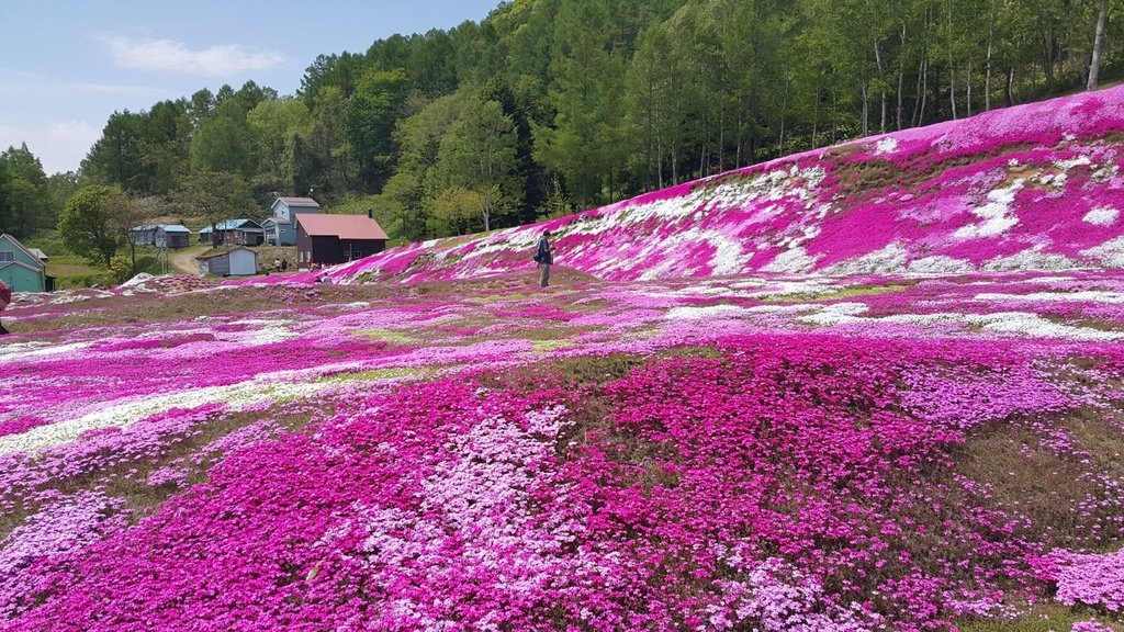 【日本北海道】俱知安町三島さんの家芝桜庭園