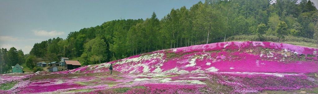 【日本北海道】俱知安町三島さんの家芝桜庭園