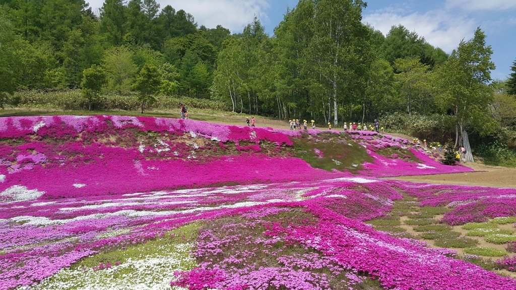 【日本北海道】俱知安町三島さんの家芝桜庭園