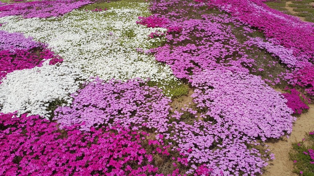 【日本北海道】俱知安町三島さんの家芝桜庭園