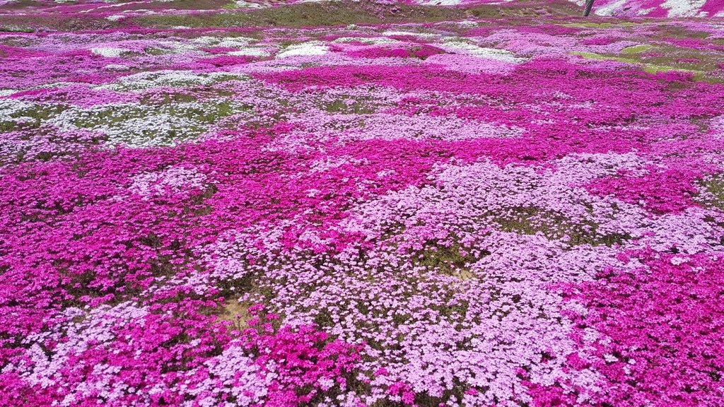 【日本北海道】俱知安町三島さんの家芝桜庭園