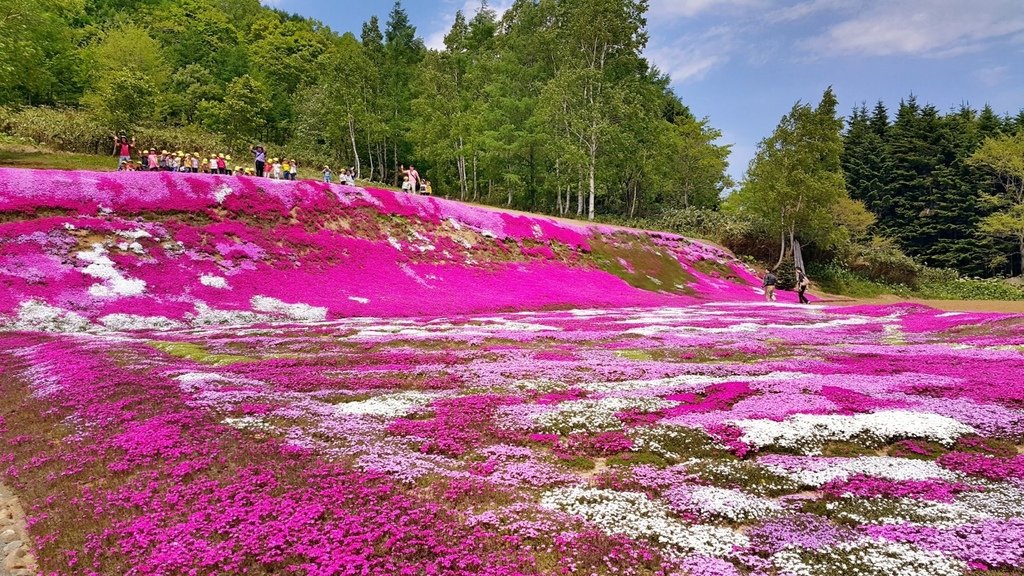 【日本北海道】俱知安町三島さんの家芝桜庭園