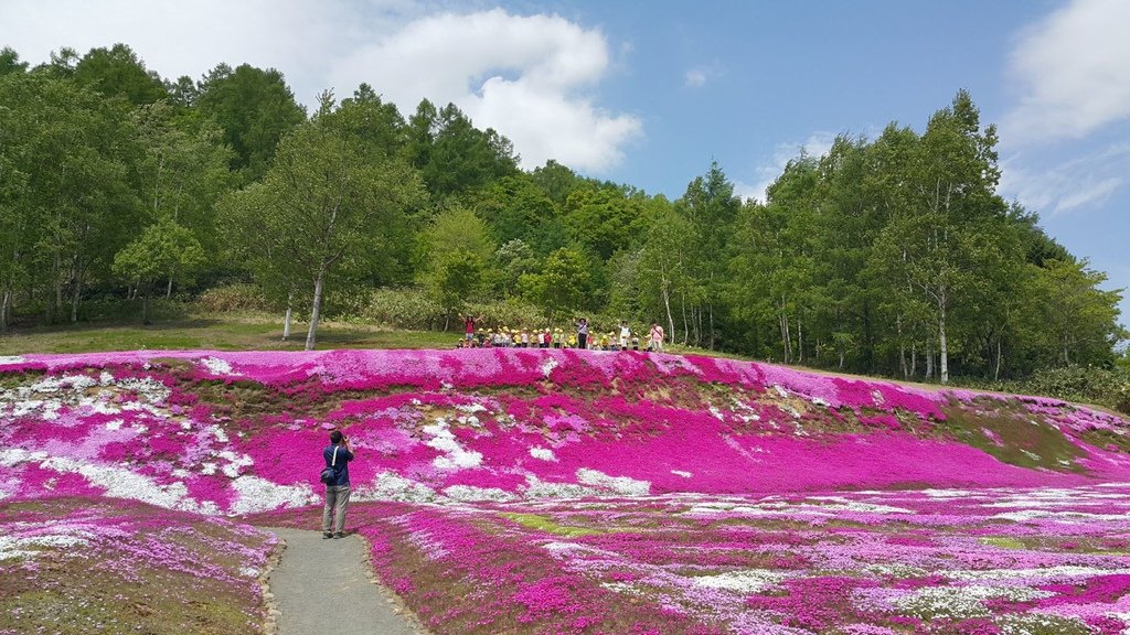 【日本北海道】俱知安町三島さんの家芝桜庭園