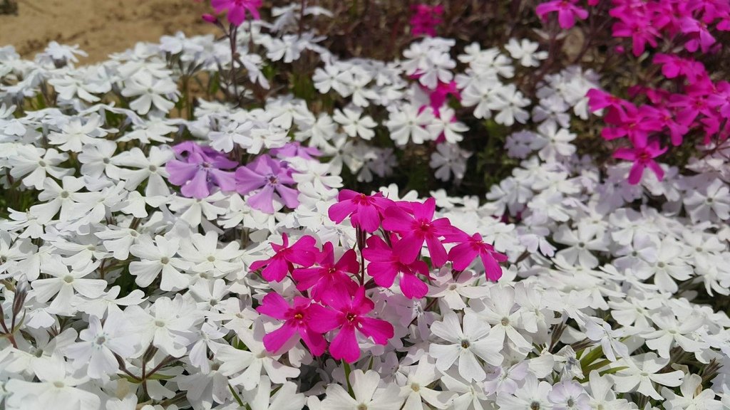 【日本北海道】俱知安町三島さんの家芝桜庭園