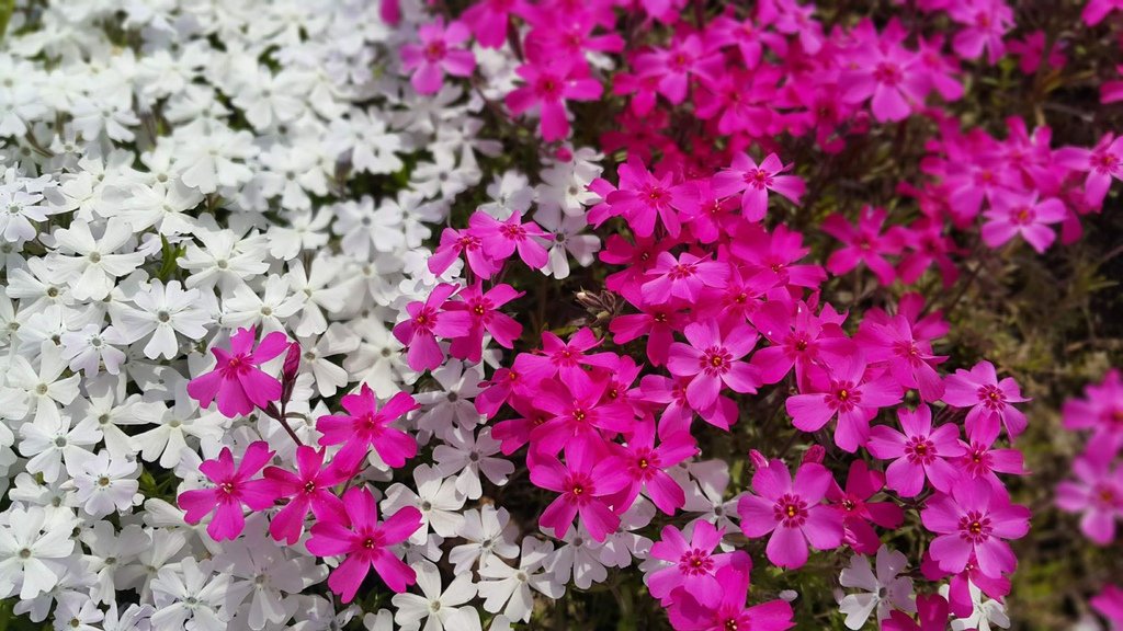 【日本北海道】俱知安町三島さんの家芝桜庭園