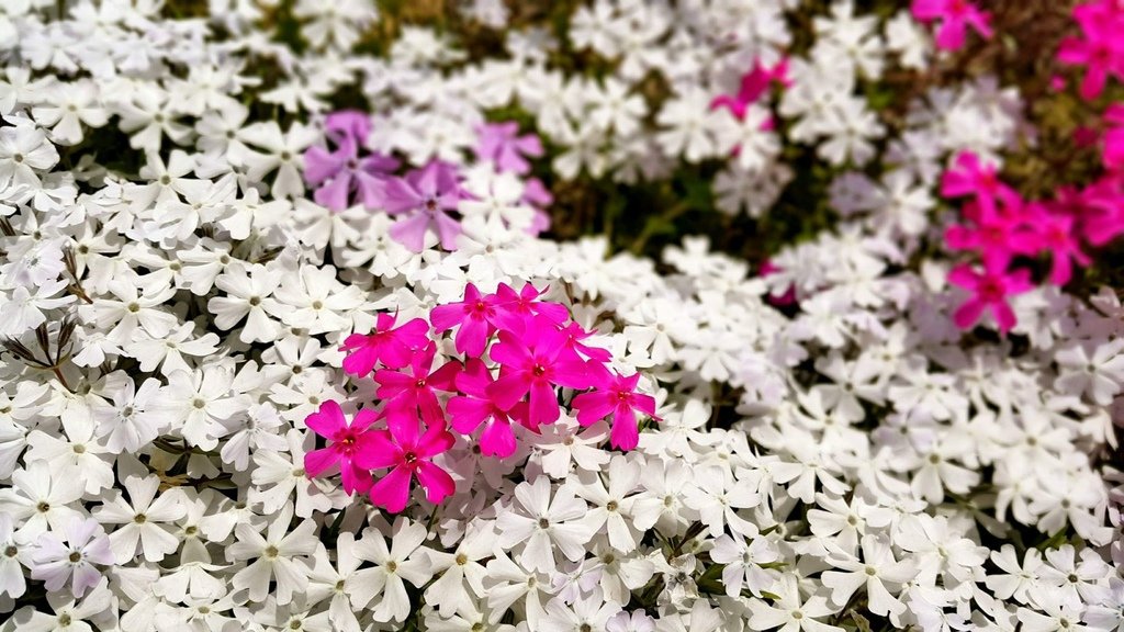 【日本北海道】俱知安町三島さんの家芝桜庭園