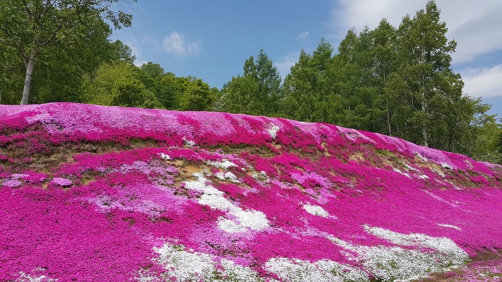 【日本北海道】俱知安町三島さんの家芝桜庭園