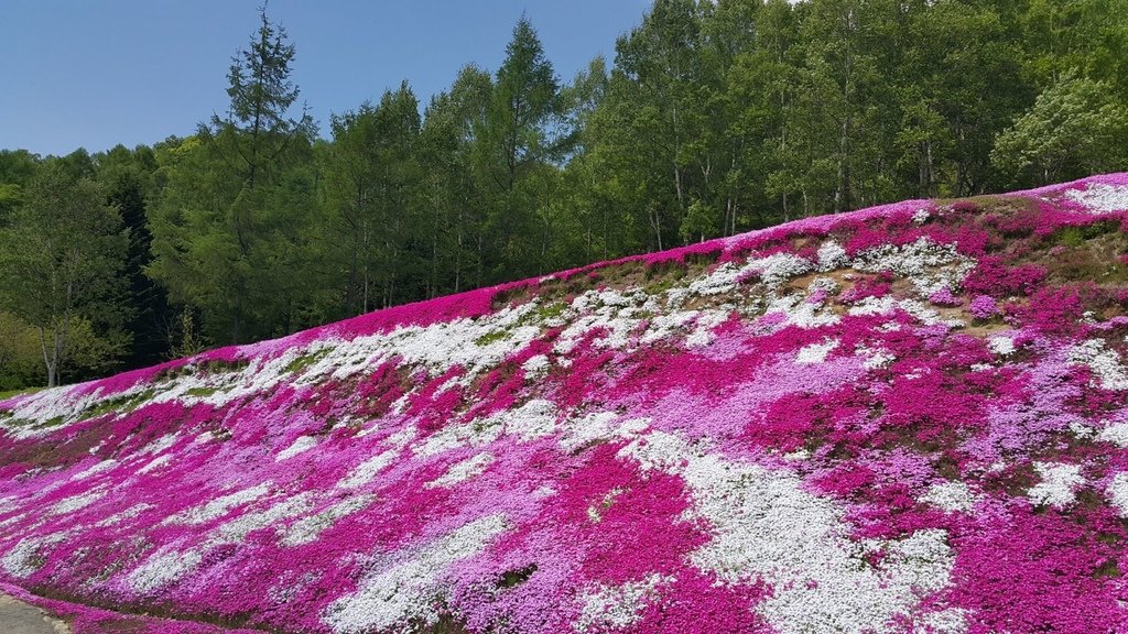 【日本北海道】俱知安町三島さんの家芝桜庭園