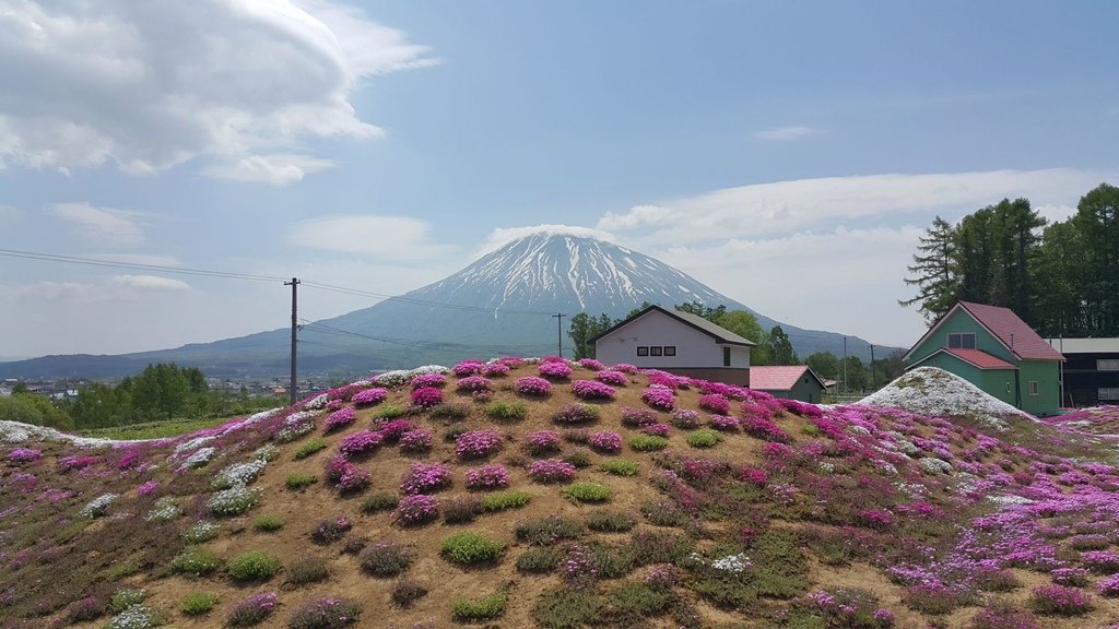 【日本北海道】俱知安町三島さんの家芝桜庭園