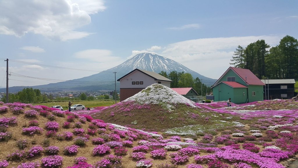 【日本北海道】俱知安町三島さんの家芝桜庭園