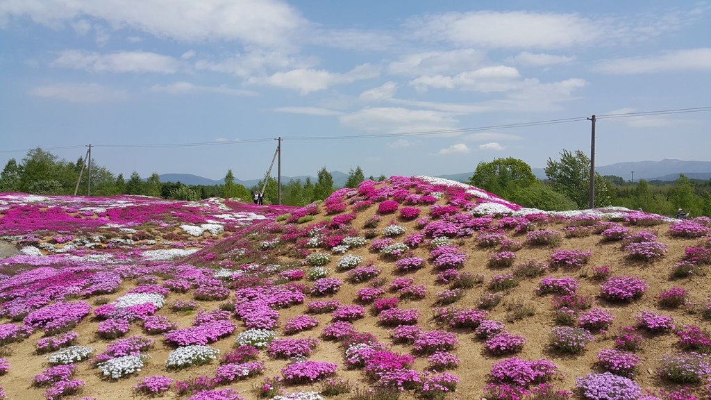 【日本北海道】俱知安町三島さんの家芝桜庭園