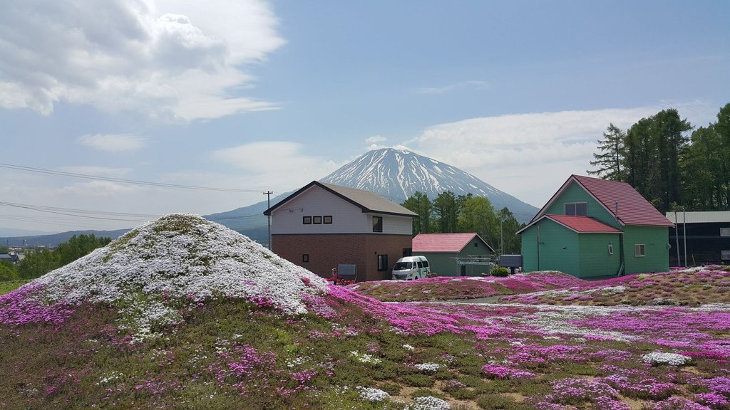 【日本北海道】俱知安町三島さんの家芝桜庭園