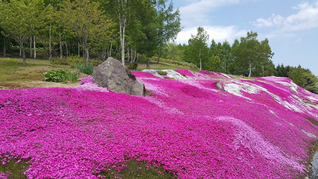 【日本北海道】俱知安町三島さんの家芝桜庭園