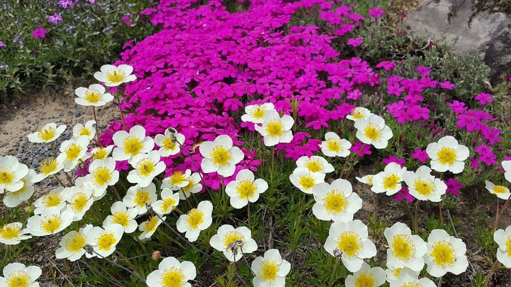 【日本北海道】俱知安町三島さんの家芝桜庭園