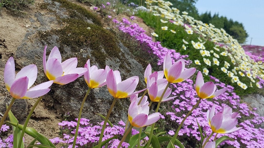 【日本北海道】俱知安町三島さんの家芝桜庭園