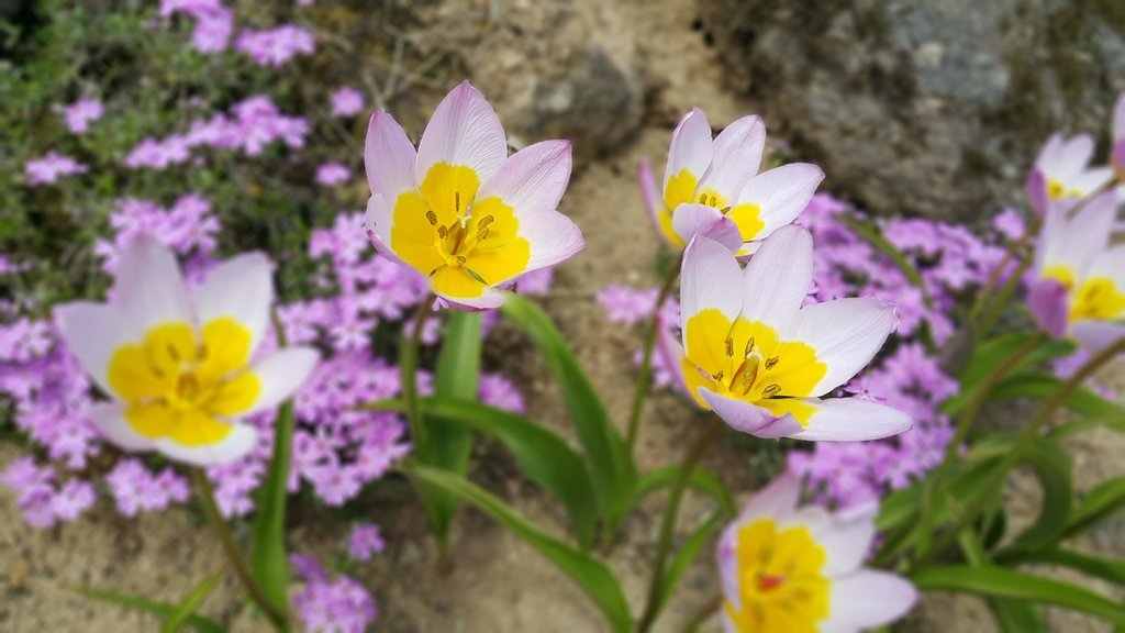 【日本北海道】俱知安町三島さんの家芝桜庭園