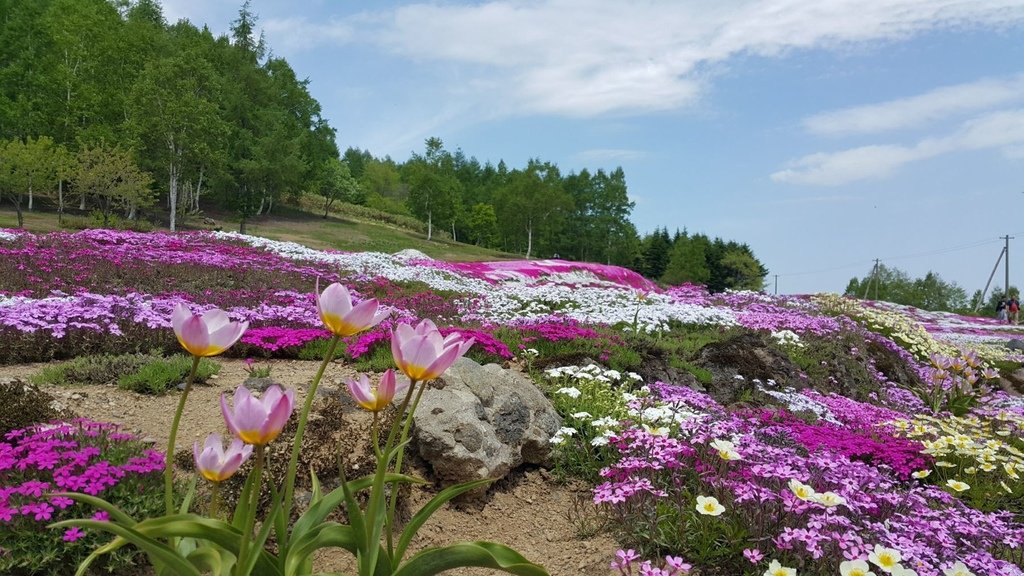 【日本北海道】俱知安町三島さんの家芝桜庭園