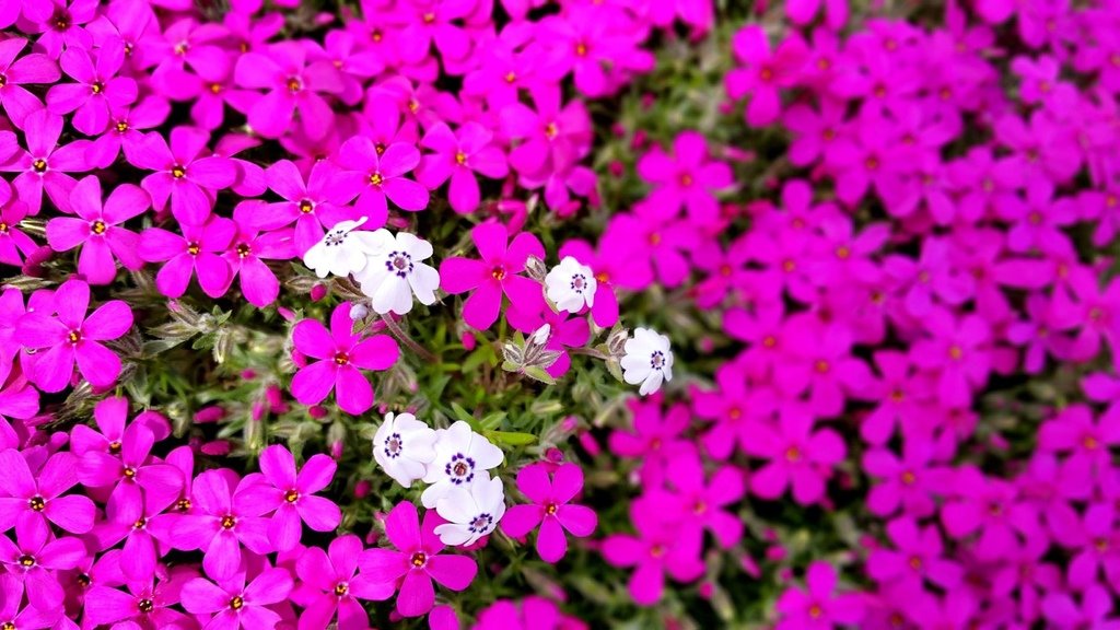 【日本北海道】俱知安町三島さんの家芝桜庭園