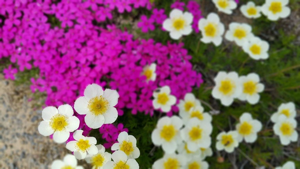 【日本北海道】俱知安町三島さんの家芝桜庭園