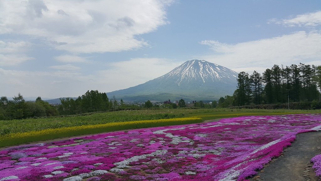 【日本北海道】俱知安町三島さんの家芝桜庭園