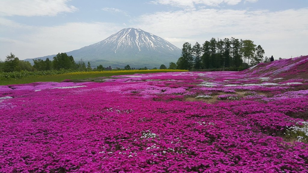 【日本北海道】俱知安町三島さんの家芝桜庭園