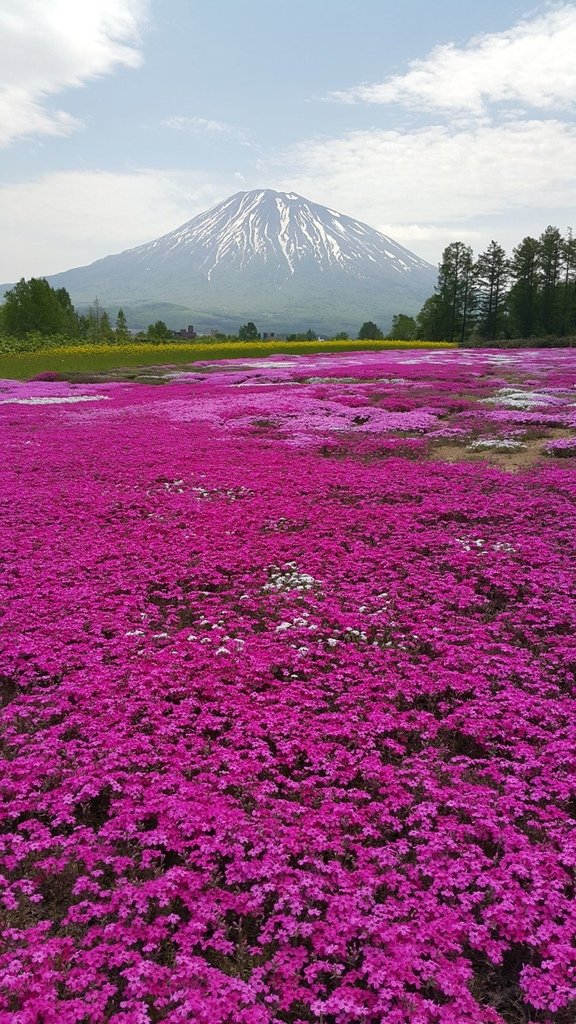 【日本北海道】俱知安町三島さんの家芝桜庭園