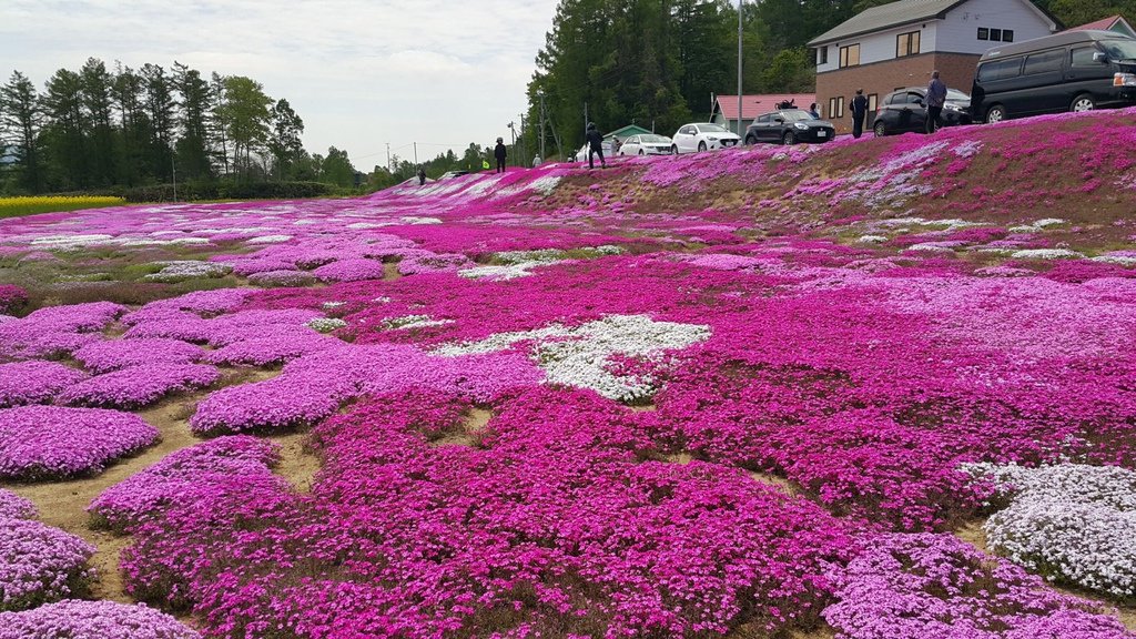 【日本北海道】俱知安町三島さんの家芝桜庭園