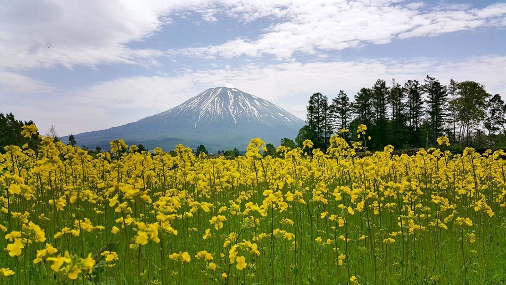 【日本北海道】俱知安町三島さんの家芝桜庭園