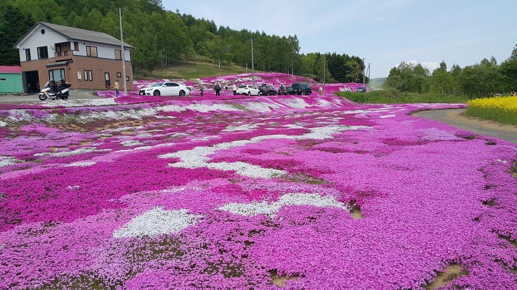 【日本北海道】俱知安町三島さんの家芝桜庭園