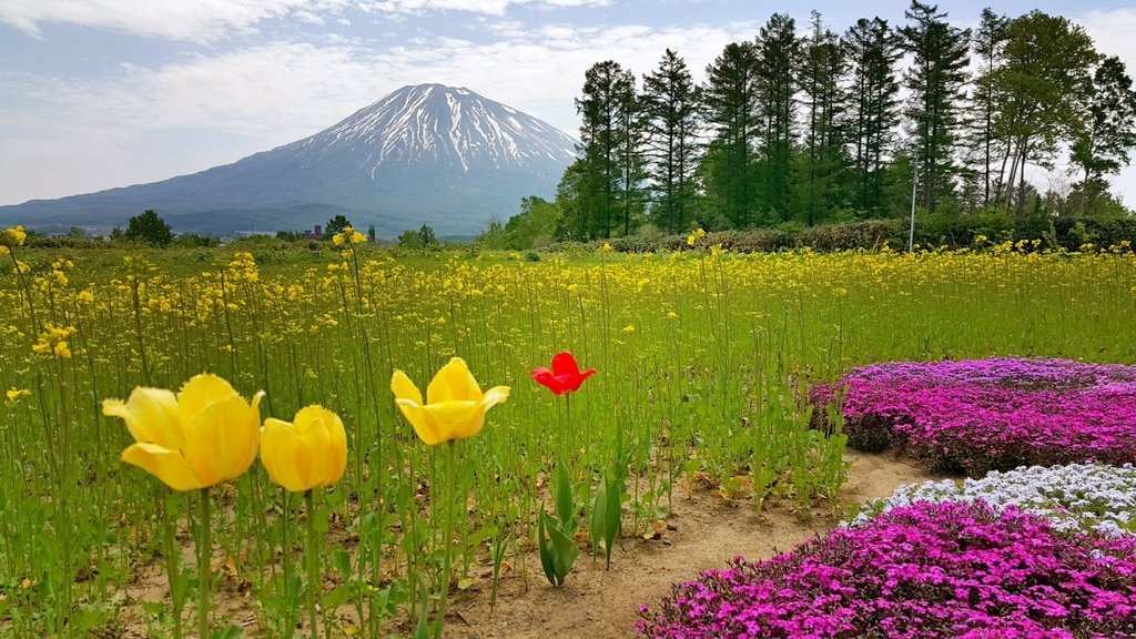 【日本北海道】俱知安町三島さんの家芝桜庭園