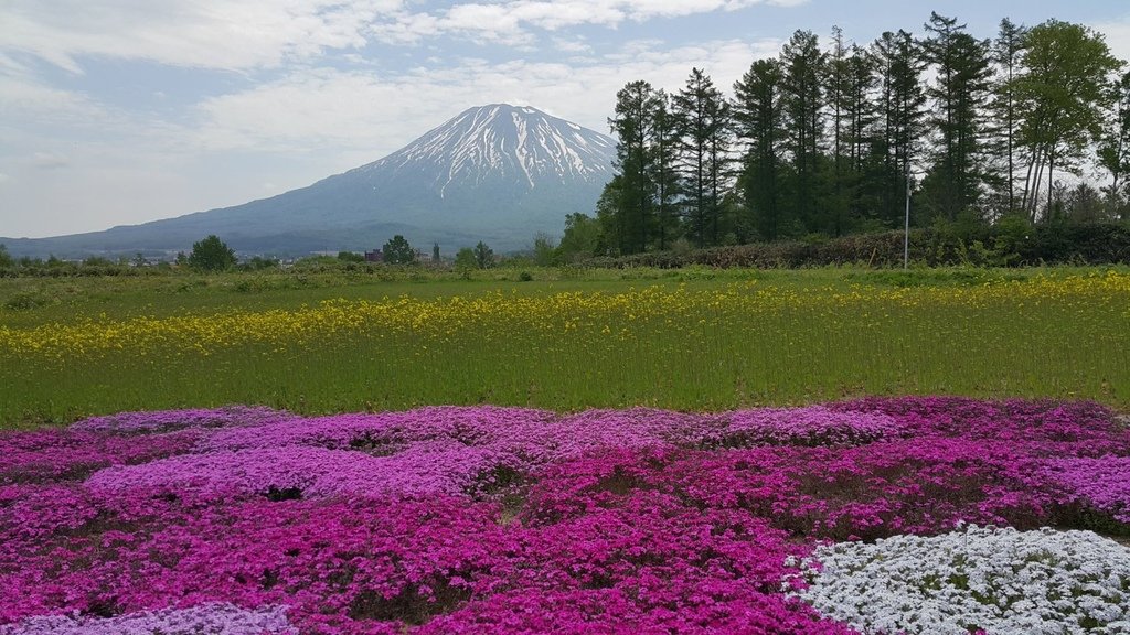 【日本北海道】俱知安町三島さんの家芝桜庭園