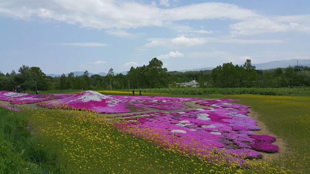 【日本北海道】俱知安町三島さんの家芝桜庭園