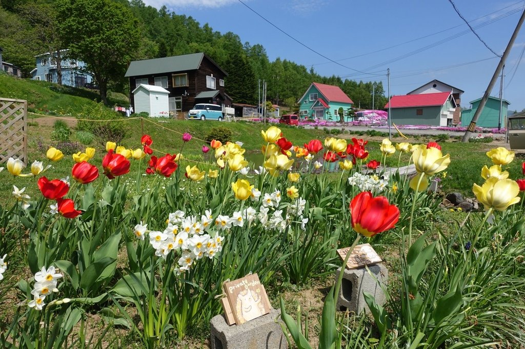 【日本北海道】俱知安町三島さんの家芝桜庭園