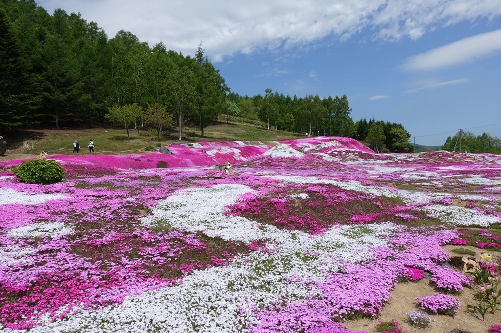 【日本北海道】俱知安町三島さんの家芝桜庭園