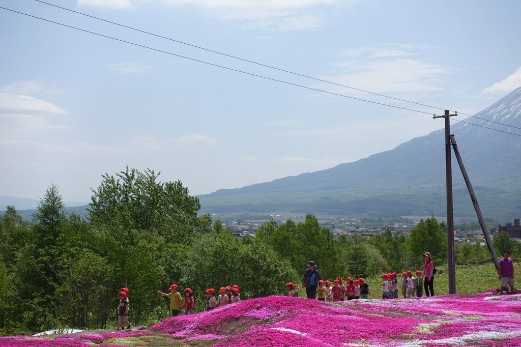 【日本北海道】俱知安町三島さんの家芝桜庭園