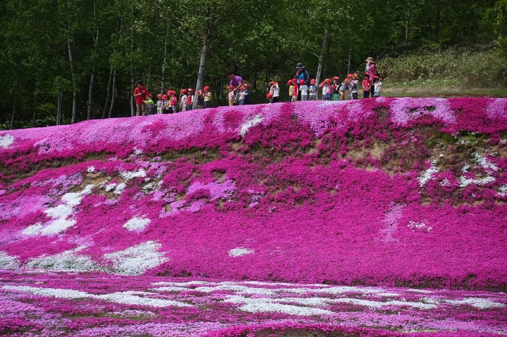 【日本北海道】俱知安町三島さんの家芝桜庭園