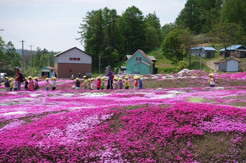 【日本北海道】俱知安町三島さんの家芝桜庭園