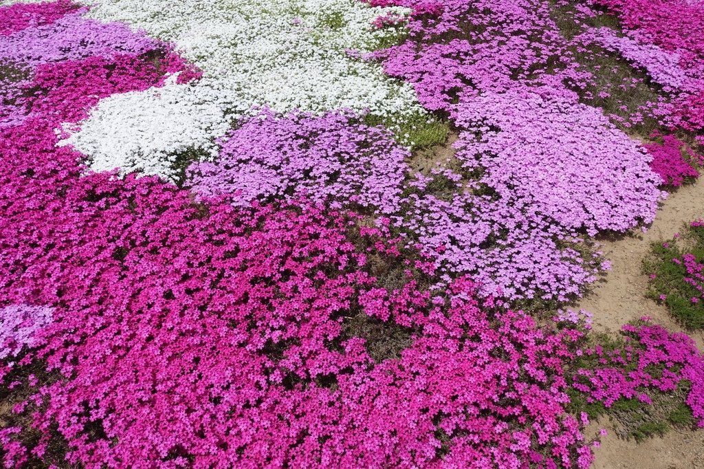 【日本北海道】俱知安町三島さんの家芝桜庭園