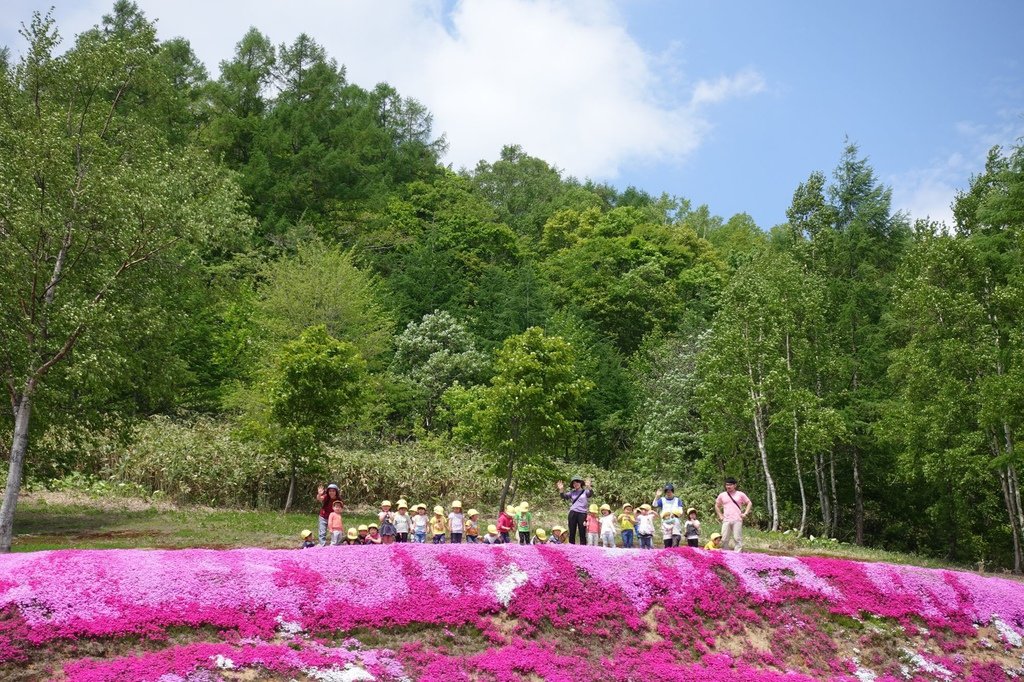 【日本北海道】俱知安町三島さんの家芝桜庭園