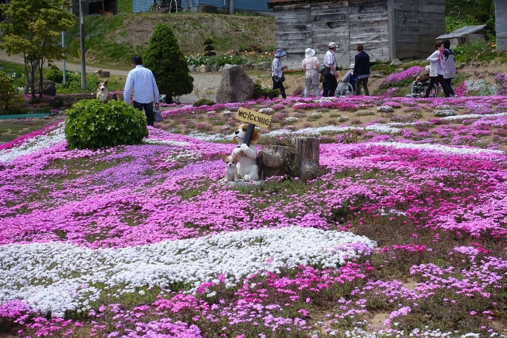 【日本北海道】俱知安町三島さんの家芝桜庭園