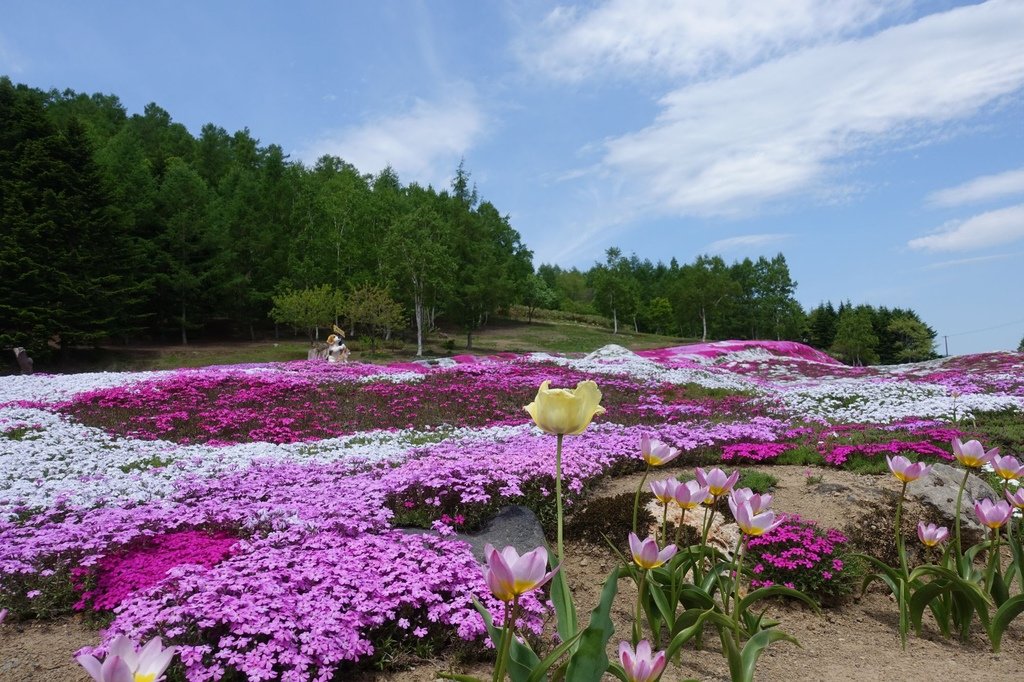 【日本北海道】俱知安町三島さんの家芝桜庭園