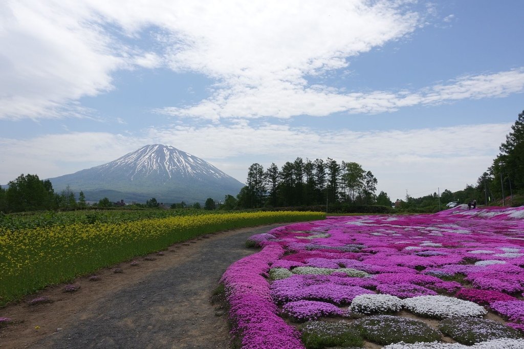 【日本北海道】俱知安町三島さんの家芝桜庭園