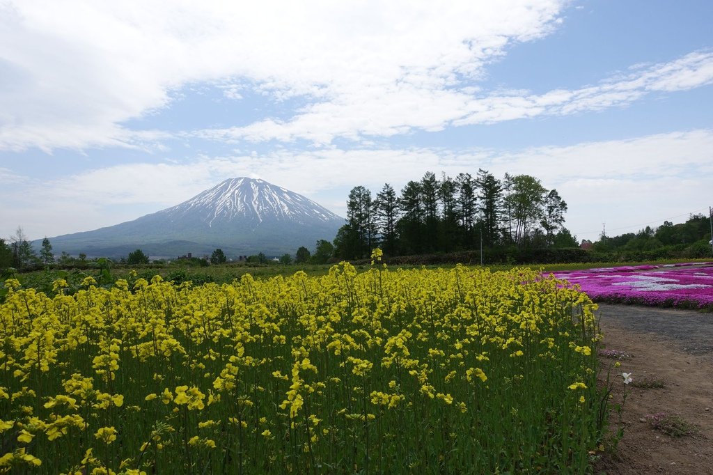 【日本北海道】俱知安町三島さんの家芝桜庭園