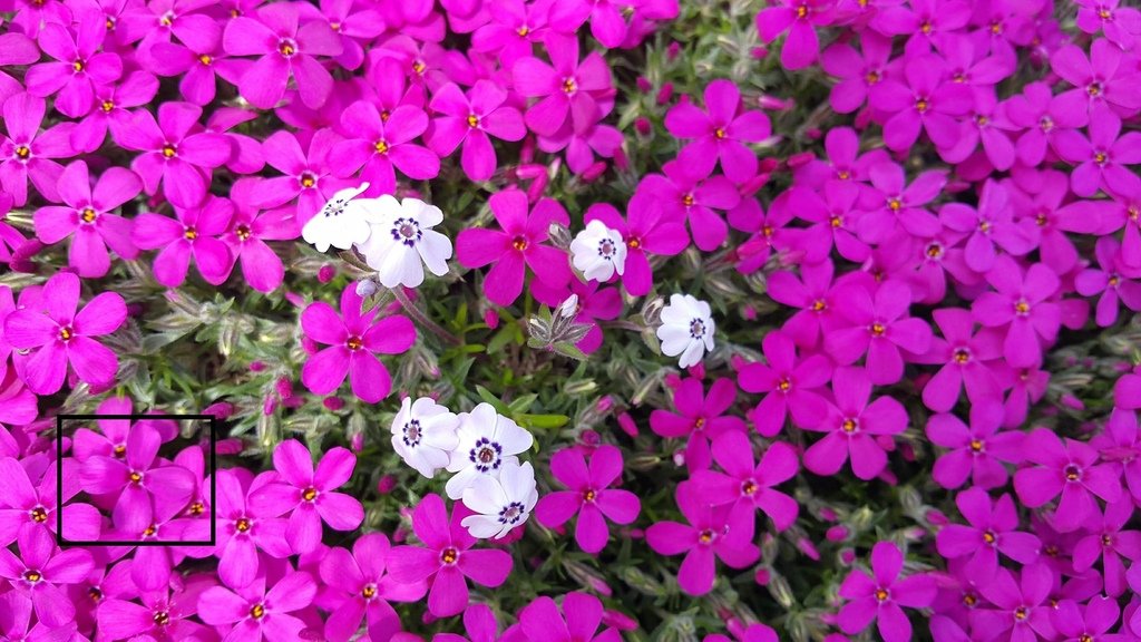 【日本北海道】俱知安町三島さんの家芝桜庭園