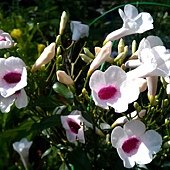 IMAG1156.jpg