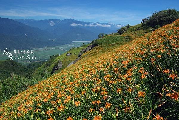 六十石山 金針花 花蓮