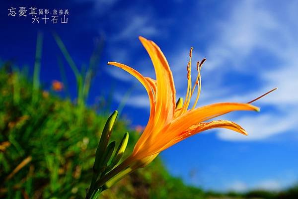 20140823六十石山金針花