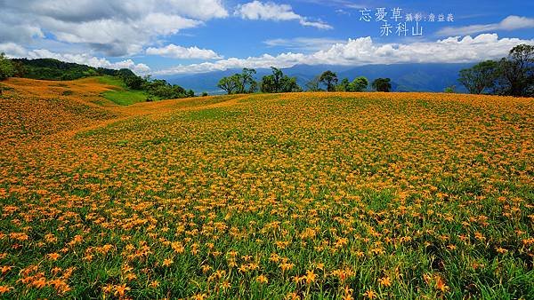 20140823赤科山赤柯山金針花