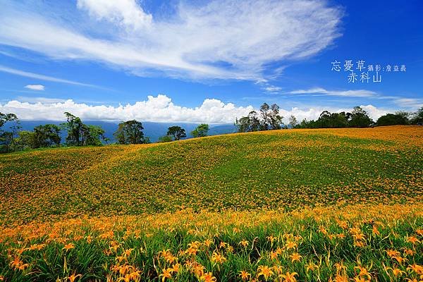 20140823赤科山赤柯山金針花