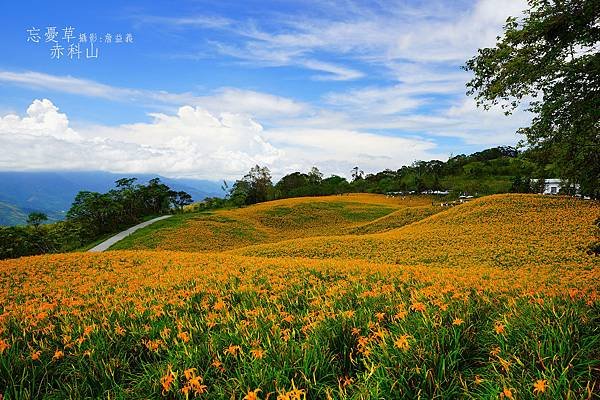 20140823赤科山赤柯山金針花